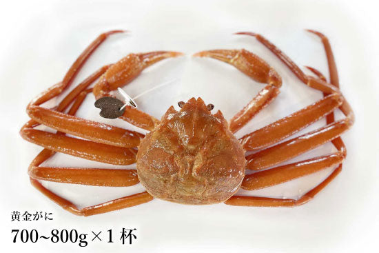 幻のカニ】黄金ガニ（大サイズ・約700-800g×1杯・タグ付き