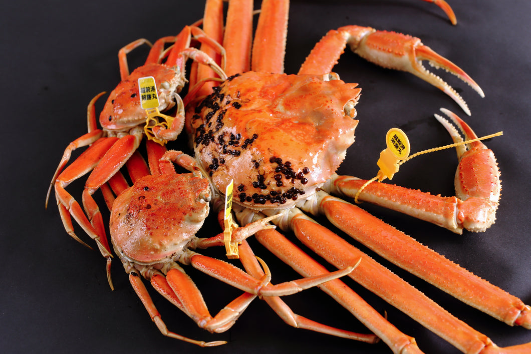 大特価【限定100セット】越前ずわいがに1杯・せいこがに4杯セット