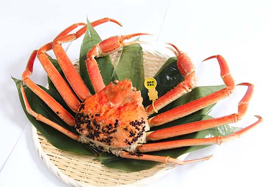 カニ 越前ずわいがに(約1.2kg~1.3kg)×1杯 – 株式会社かねいち水産